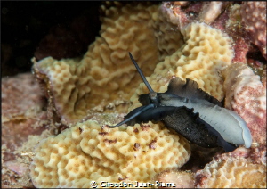 I think that it is a mollusc, D300 105mm by Giroudon Jean-Pierre 